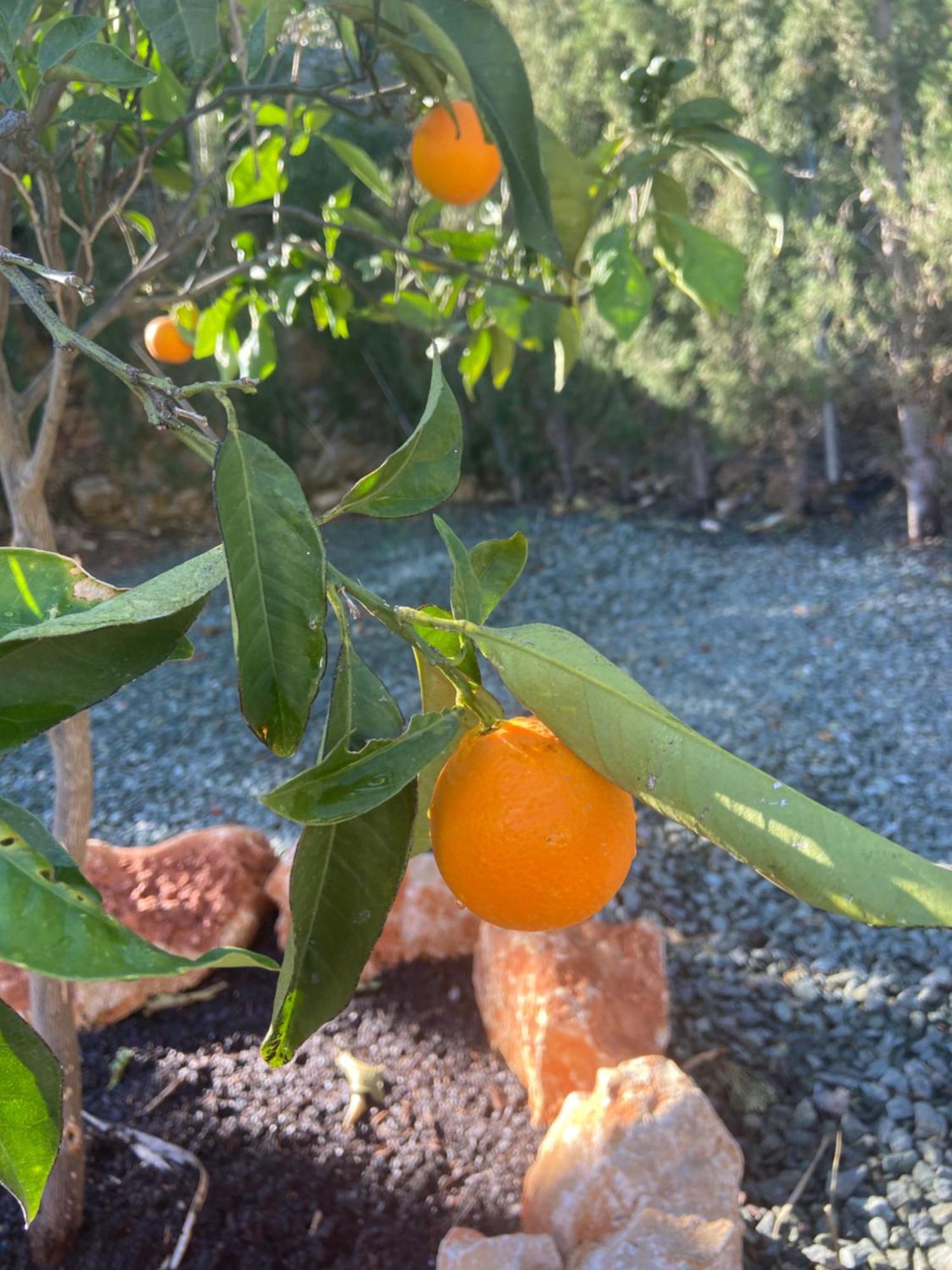 Casa Avellana Βίλα Denia Εξωτερικό φωτογραφία
